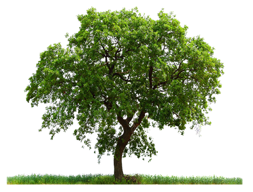 tree_png227